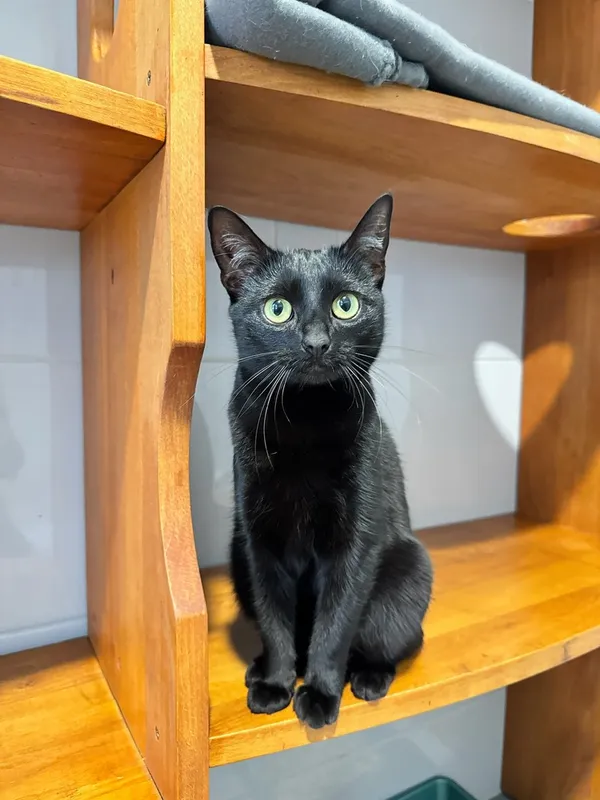 Kot do adopcji, Tychy, 15 stycznia 2026