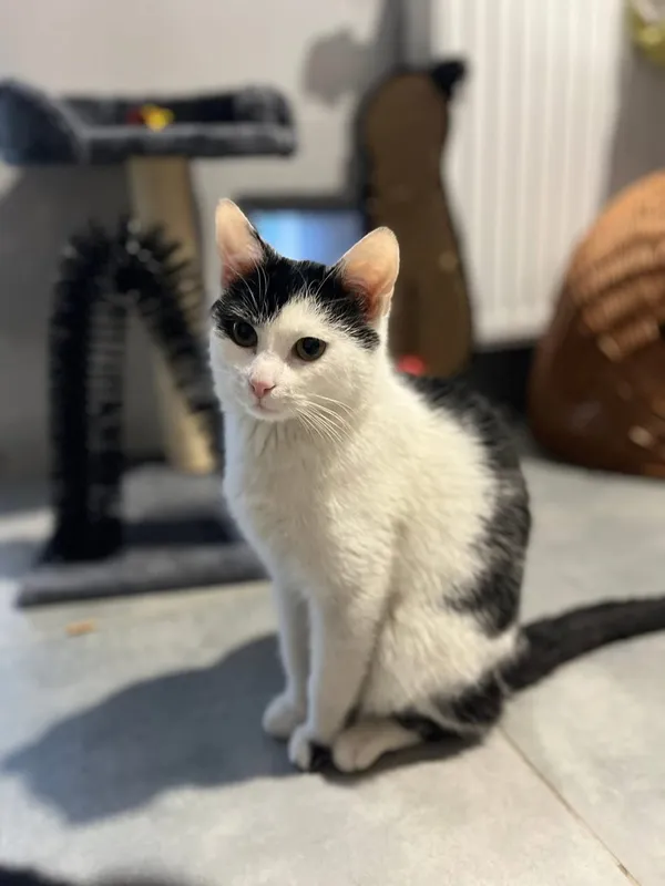 Kot do adopcji, Tychy, 5 stycznia 2026