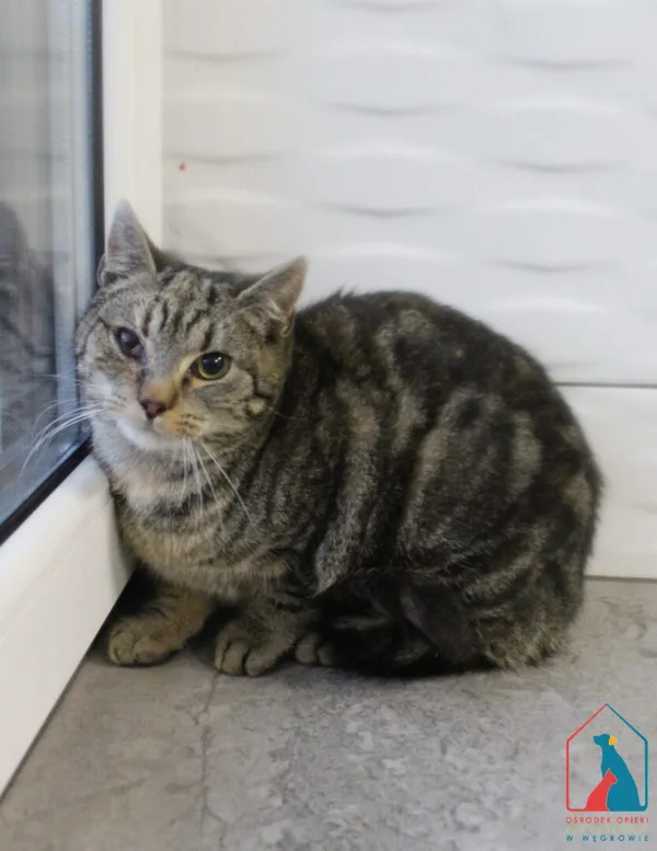 Kot do adopcji, Grudziądz, 26 stycznia 2026