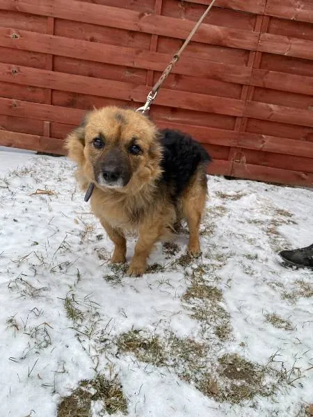 Znaleziono psa, Czartki, 16 lutego 2026