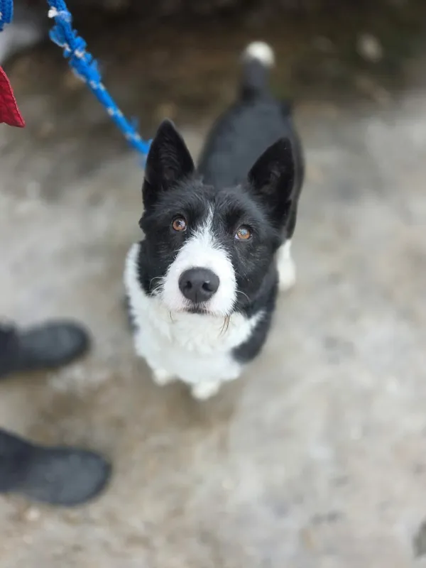 Pies do adopcji, Radom, 16 lutego 2026 (1/4)