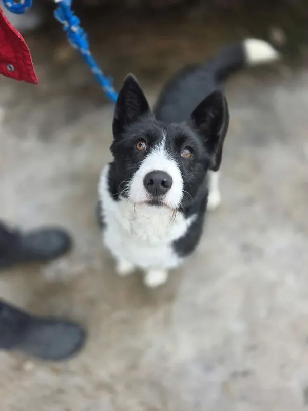 Pies do adopcji, Radom, 16 lutego 2026 (2/4)