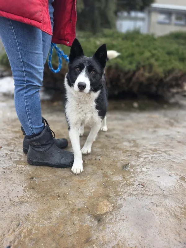 Pies do adopcji, Radom, 16 lutego 2026 (3/4)