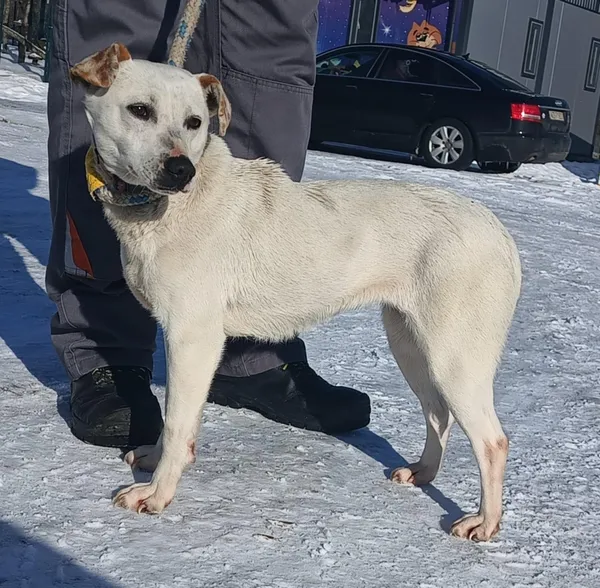 Znaleziono psa, Pieckowo, 16 lutego 2026 (1/2)