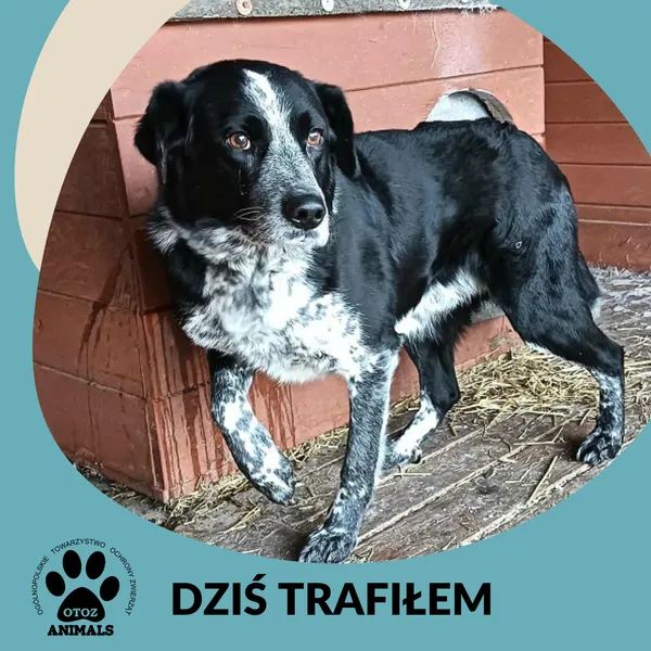 Znaleziono psa, Dąbrówka, 15 lutego 2026 (2/2)