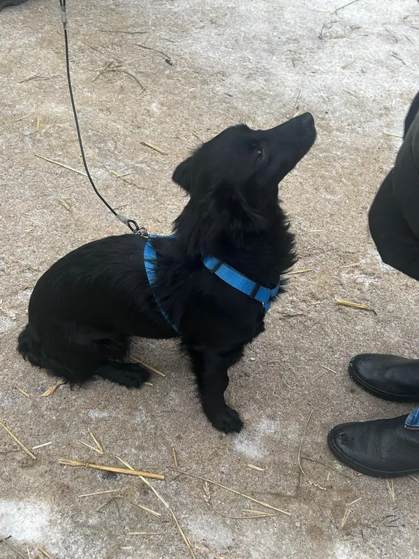 Pies do adopcji, Milanówek, 16 lutego 2026 (1/5)