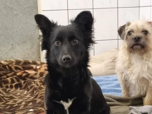 Pies do adopcji, Milanówek, 16 lutego 2026 (2/5)