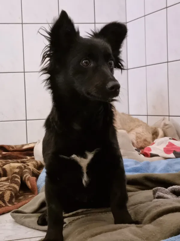 Pies do adopcji, Milanówek, 16 lutego 2026 (4/5)