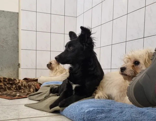 Pies do adopcji, Milanówek, 16 lutego 2026 (5/5)