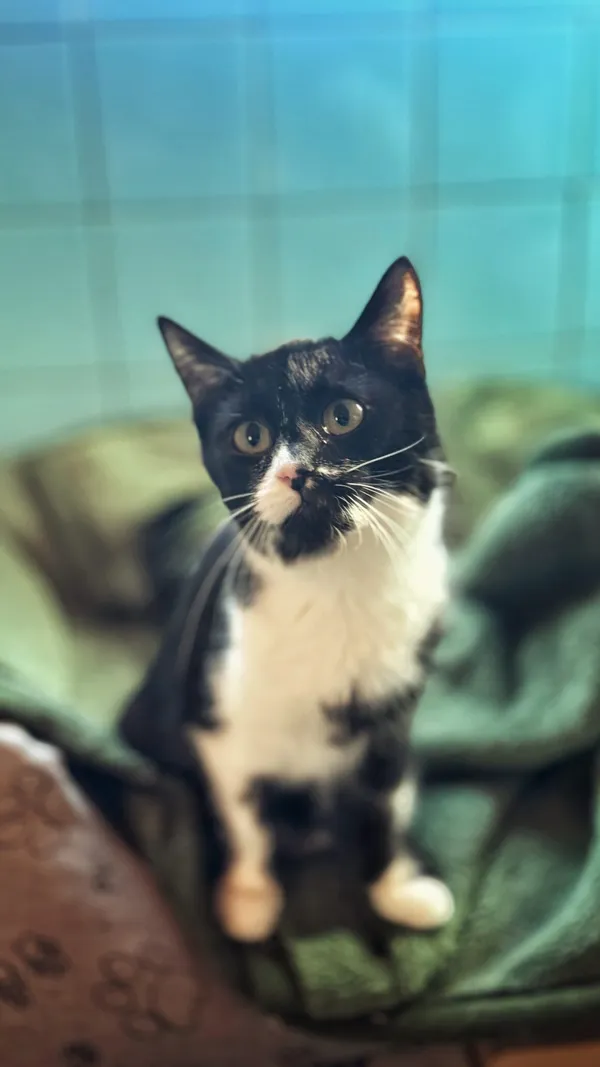 Kot do adopcji, Dłużyna Górna, 16 lutego 2026 (1/5)