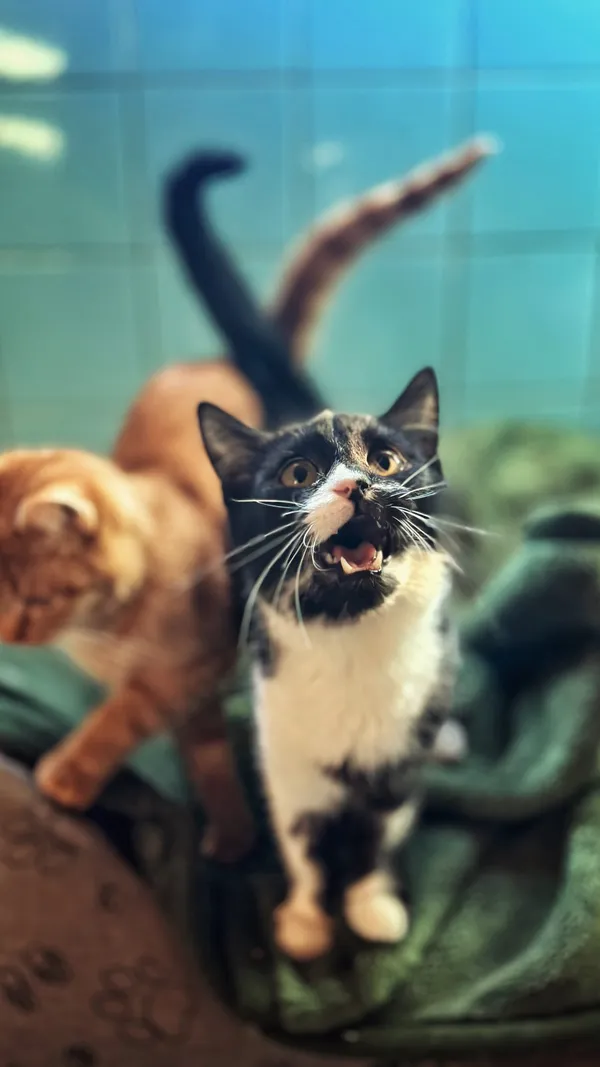 Kot do adopcji, Dłużyna Górna, 16 lutego 2026 (2/5)