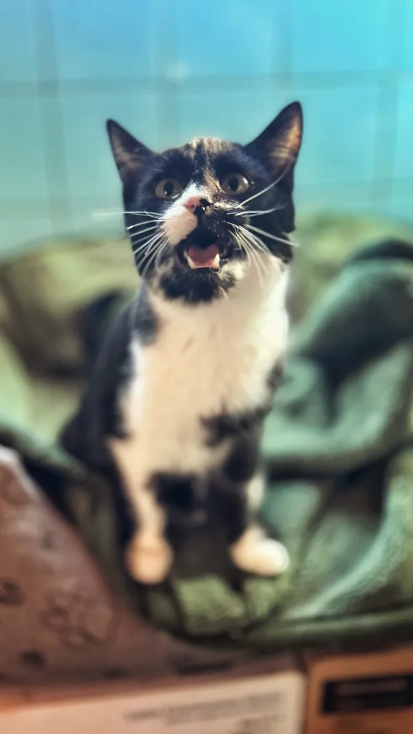 Kot do adopcji, Dłużyna Górna, 16 lutego 2026 (3/5)