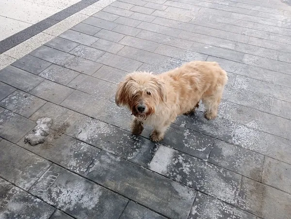 Znaleziono psa, Jurowce, 17 lutego 2026