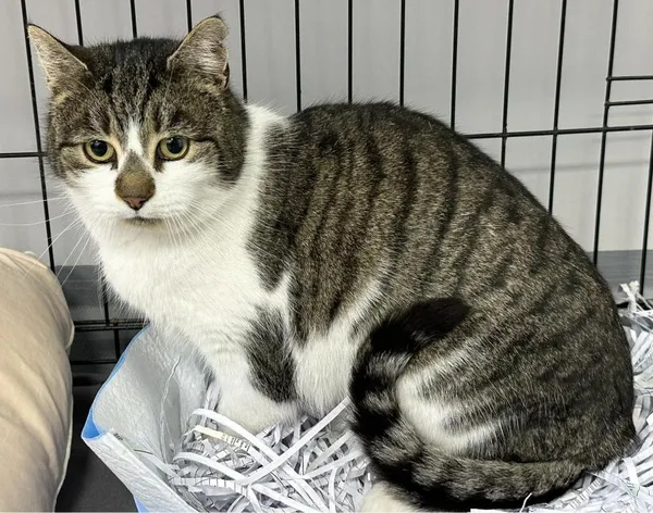 Znaleziono kota, Toruń, 15 lutego 2026