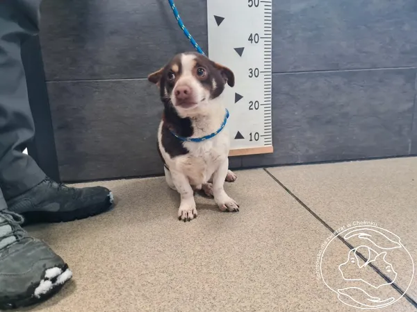 Znaleziono psa, Chełmek, 16 lutego 2026