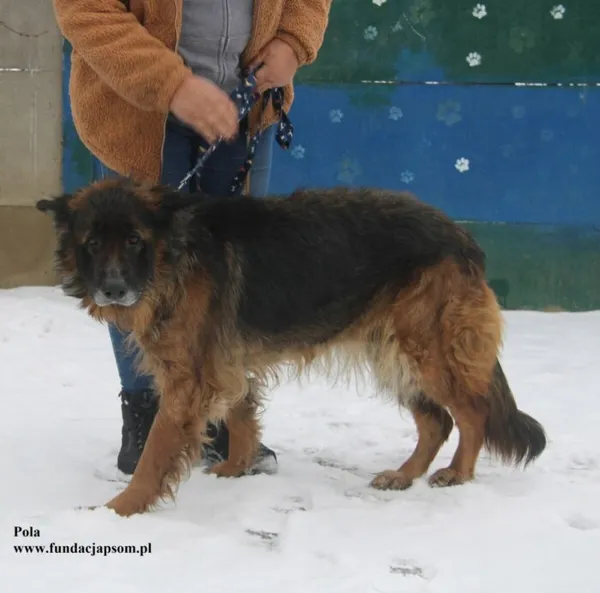 Pies do adopcji, Nowy Dwór Mazowiecki, 17 lutego 2026 (1/5)