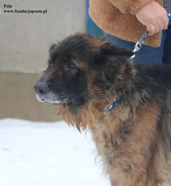 Pies do adopcji, Nowy Dwór Mazowiecki, 17 lutego 2026 (2/5)