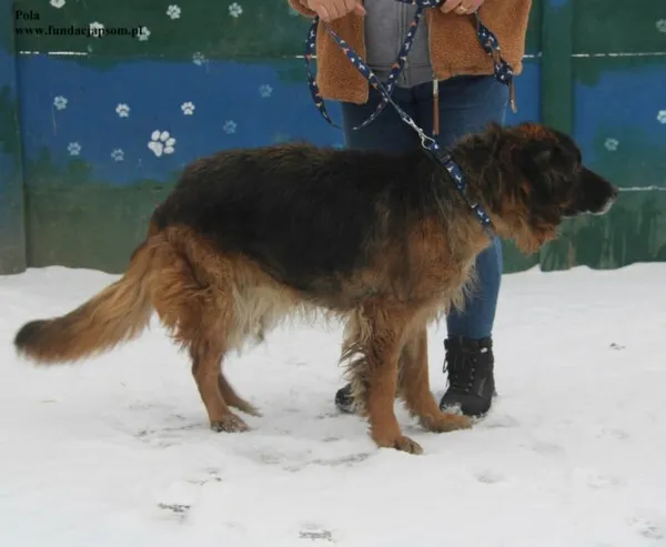 Pies do adopcji, Nowy Dwór Mazowiecki, 17 lutego 2026 (5/5)