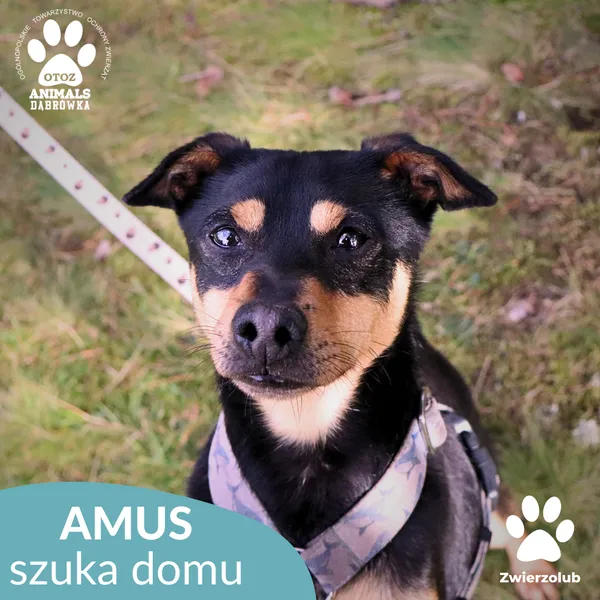 Pies do adopcji, Dąbrówka, 9 maja 2023 (1/4)