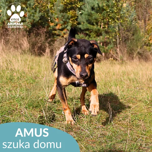 Pies do adopcji, Dąbrówka, 9 maja 2023 (2/4)