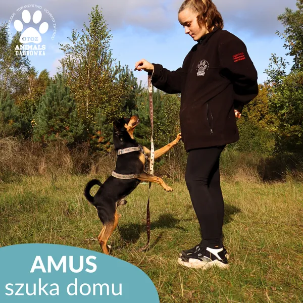 Pies do adopcji, Dąbrówka, 9 maja 2023 (3/4)