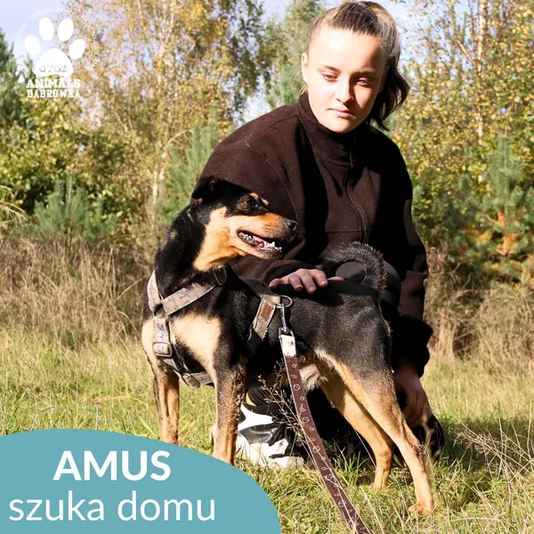 Pies do adopcji, Dąbrówka, 9 maja 2023 (4/4)