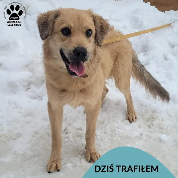 Znaleziono psa, Gdynia, 13 lutego 2026