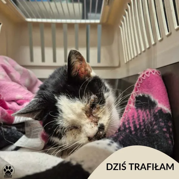 Znaleziono kota, Gdynia, 9 lutego 2026