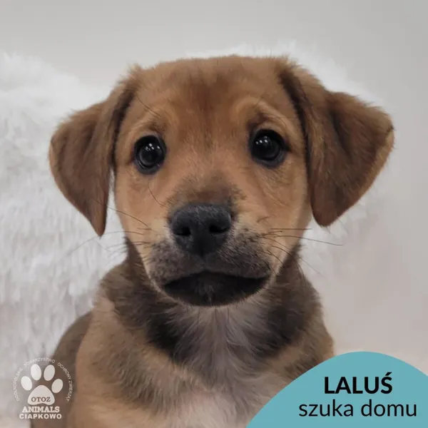 Pies do adopcji, Gdynia, 17 lutego 2026 (1/4)