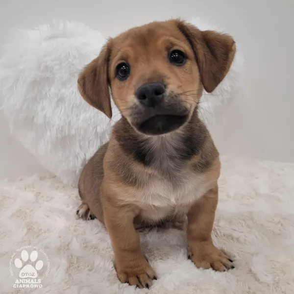 Pies do adopcji, Gdynia, 17 lutego 2026 (3/4)