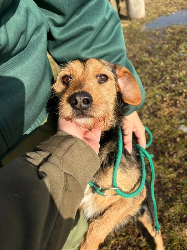 Pies do adopcji, Bełchatów, 22 stycznia 2026 (2/5)