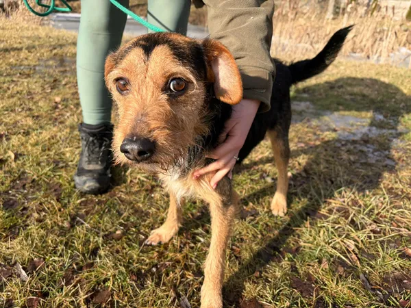 Pies do adopcji, Bełchatów, 22 stycznia 2026 (3/5)