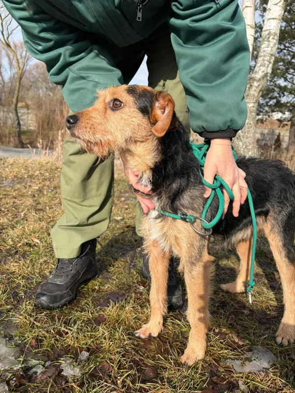 Pies do adopcji, Bełchatów, 22 stycznia 2026 (4/5)