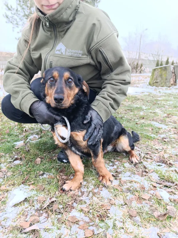 Pies do adopcji, Bełchatów, 10 lutego 2026 (3/5)