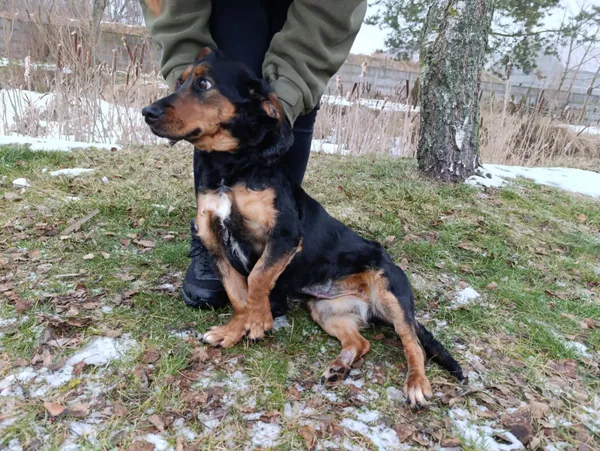 Pies do adopcji, Bełchatów, 10 lutego 2026 (5/5)