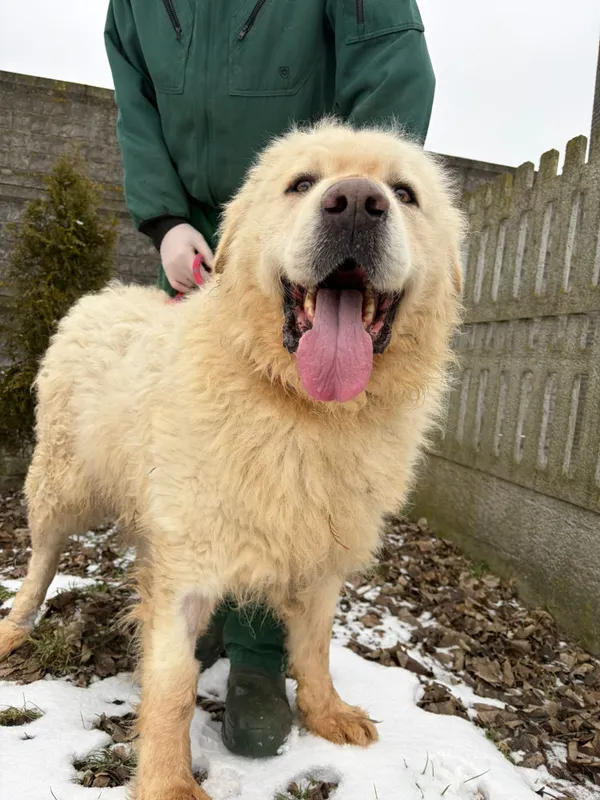 Pies do adopcji, Bełchatów, 29 grudnia 2025 (1/5)