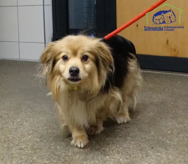 Pies do adopcji, Szczecin, 17 lutego 2026 (2/2)