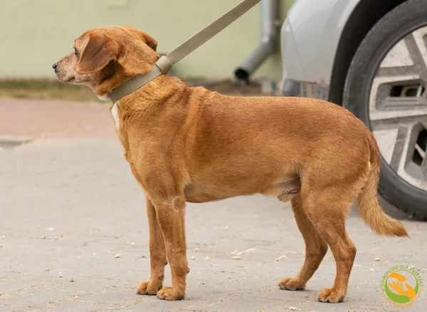 Znaleziono psa, Skałowo, 17 lutego 2026 (3/3)