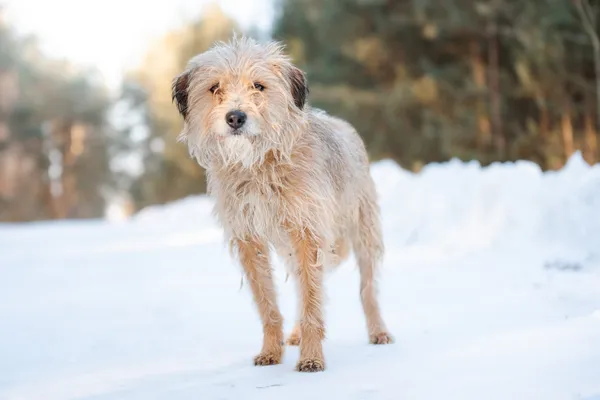 Pies do adopcji, Nowodwór, 17 lutego 2026 (1/5)