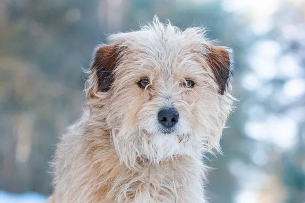 Pies do adopcji, Nowodwór, 17 lutego 2026 (3/5)