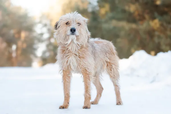 Pies do adopcji, Nowodwór, 17 lutego 2026 (5/5)