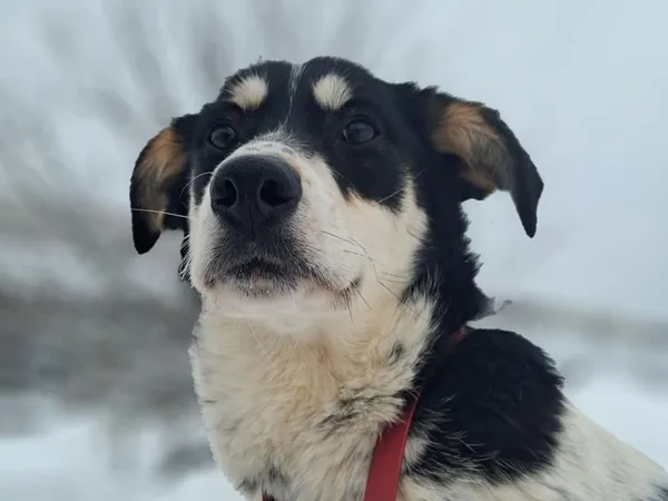 Znaleziono psa, Tatary, 18 listopada 2025 (2/4)