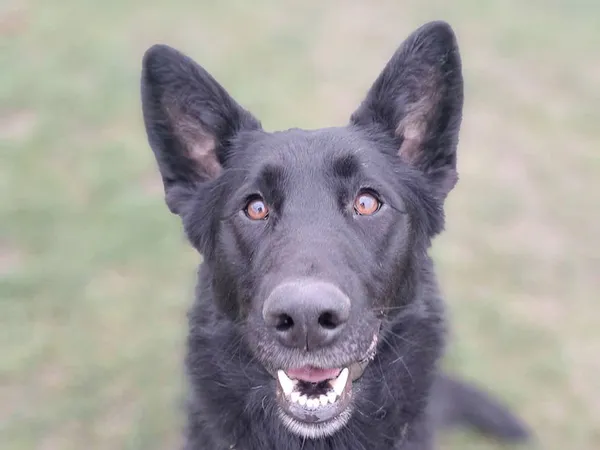 Znaleziono psa, Tatary, 10 września 2025 (2/5)