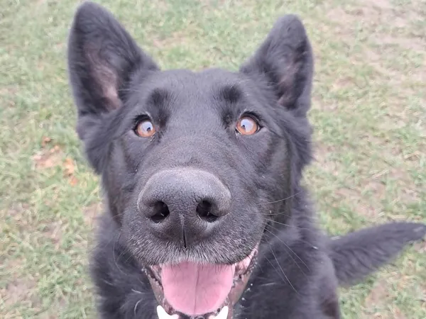 Znaleziono psa, Tatary, 10 września 2025 (3/5)