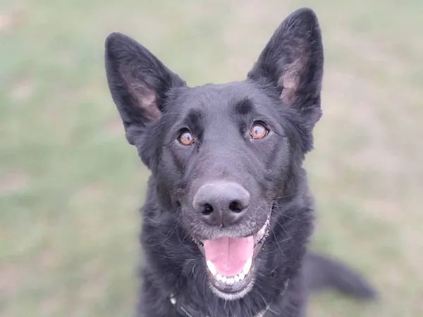 Znaleziono psa, Tatary, 10 września 2025 (4/5)