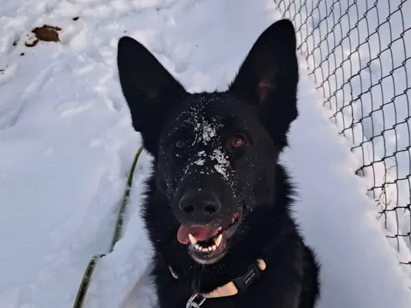 Znaleziono psa, Tatary, 10 września 2025 (5/5)