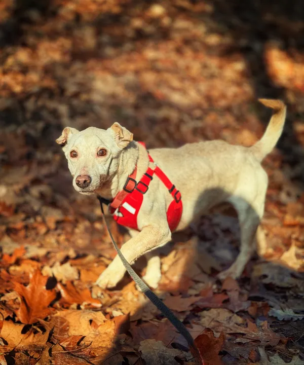 Pies do adopcji, Dłużyna Górna, 18 lutego 2026 (2/5)