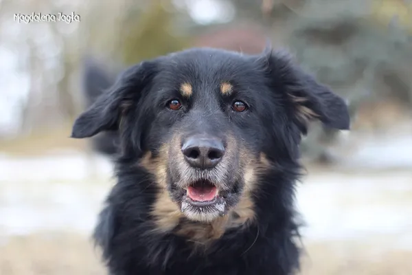 Pies do adopcji, Bydgoszcz, 18 lutego 2026 (2/5)