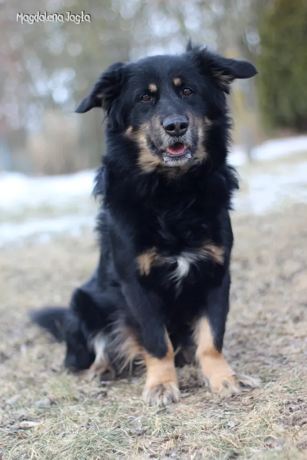 Pies do adopcji, Bydgoszcz, 18 lutego 2026 (3/5)