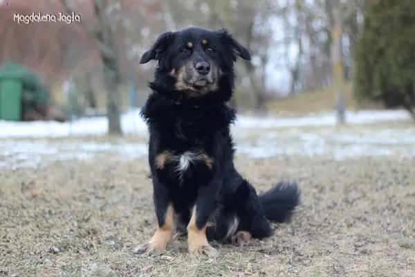 Pies do adopcji, Bydgoszcz, 18 lutego 2026 (4/5)